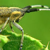small Agapanthia villosoviridescens