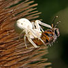 small Araignée crabe