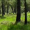  small forêt de Lessay 3