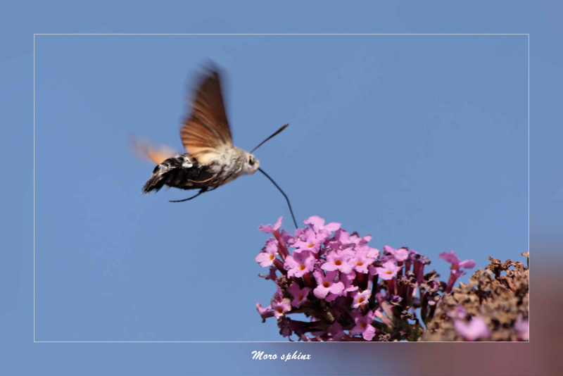 papillon Moro sphinx