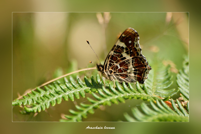 papillon Araschnia Levana