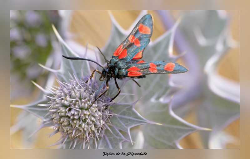 papillon Zyg&eacute;ne