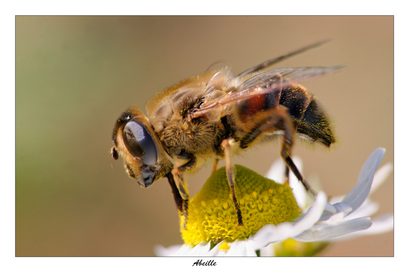 gros plan d`une abeille sur une fleur