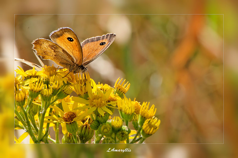  photo de papillon Amaryllis 
