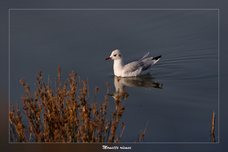 mouette rieuse