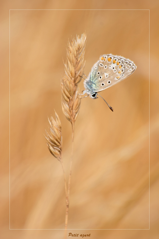  photo papillon petit Azuré bleu céléste