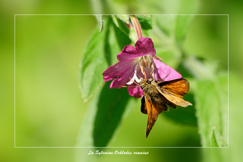  photo de papillon, Sylvaine ou Ochlodes vénatum